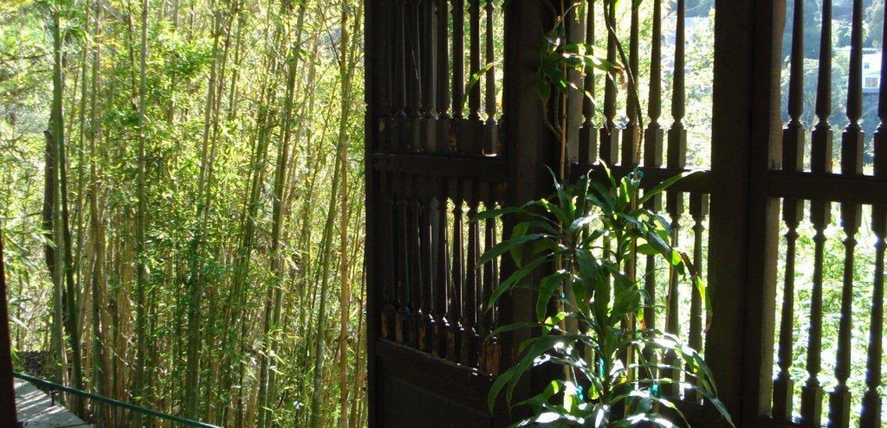 Bamboo-outside-bedroom