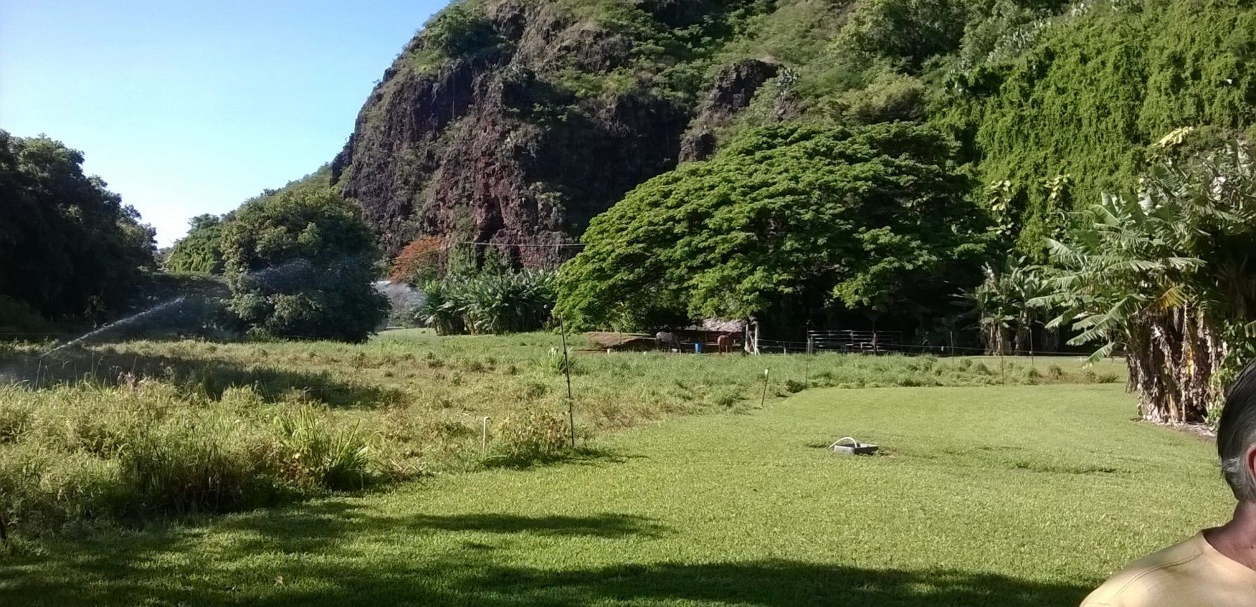 lawn and pasture looking back at house