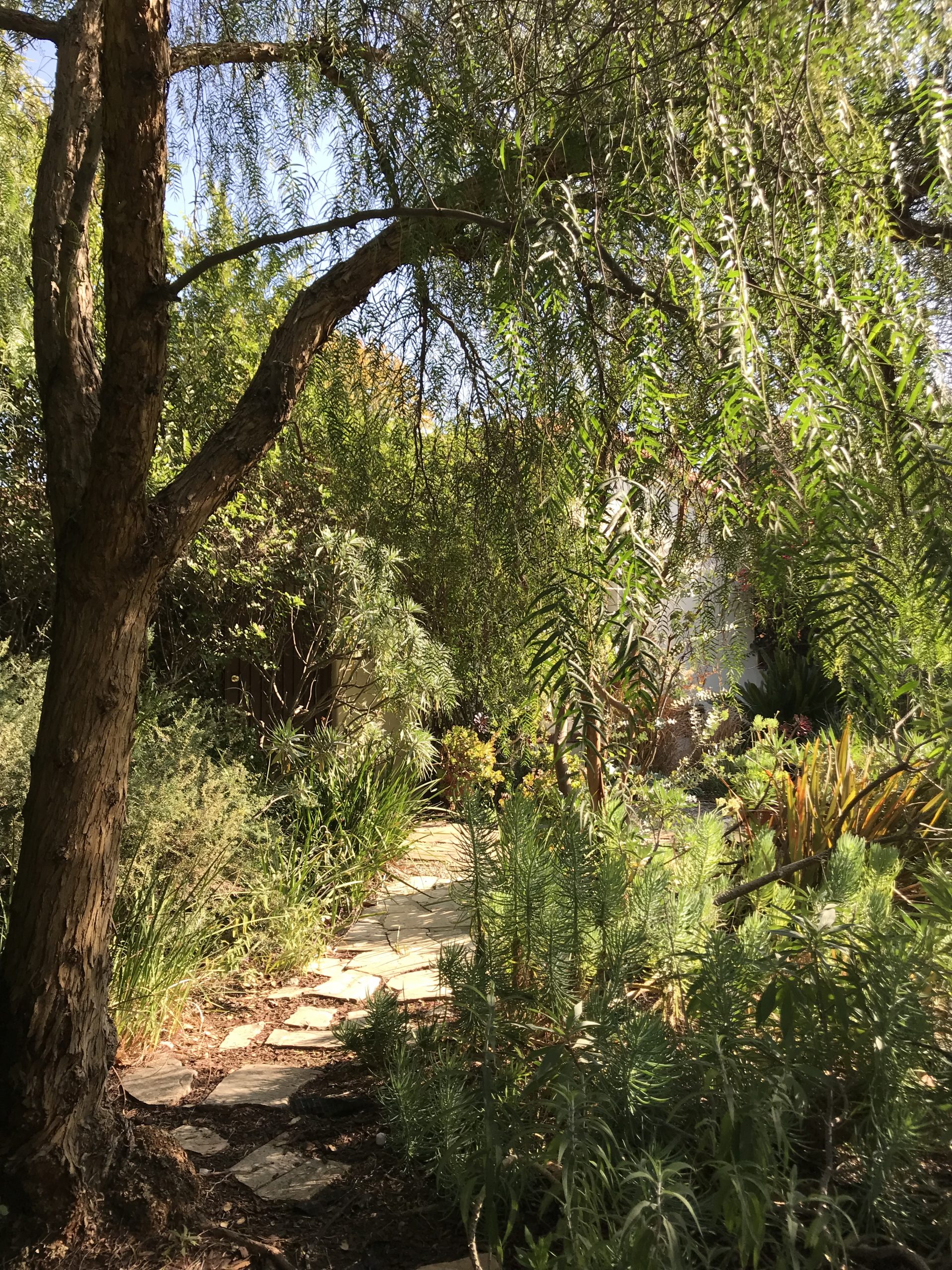 644-Pepper-Tree-Front-Yard-12.53.50