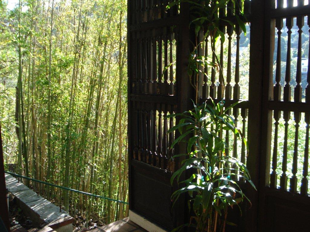 Bamboo-outside-bedroom