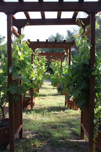 Grape-arbor-333x500