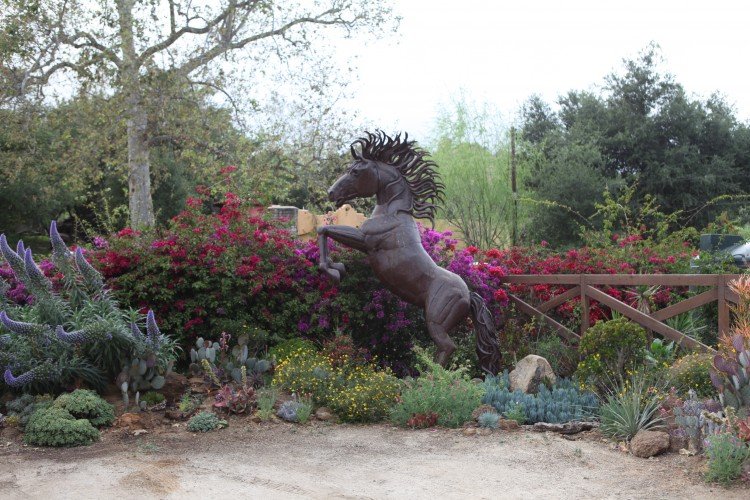 Horse-750x500