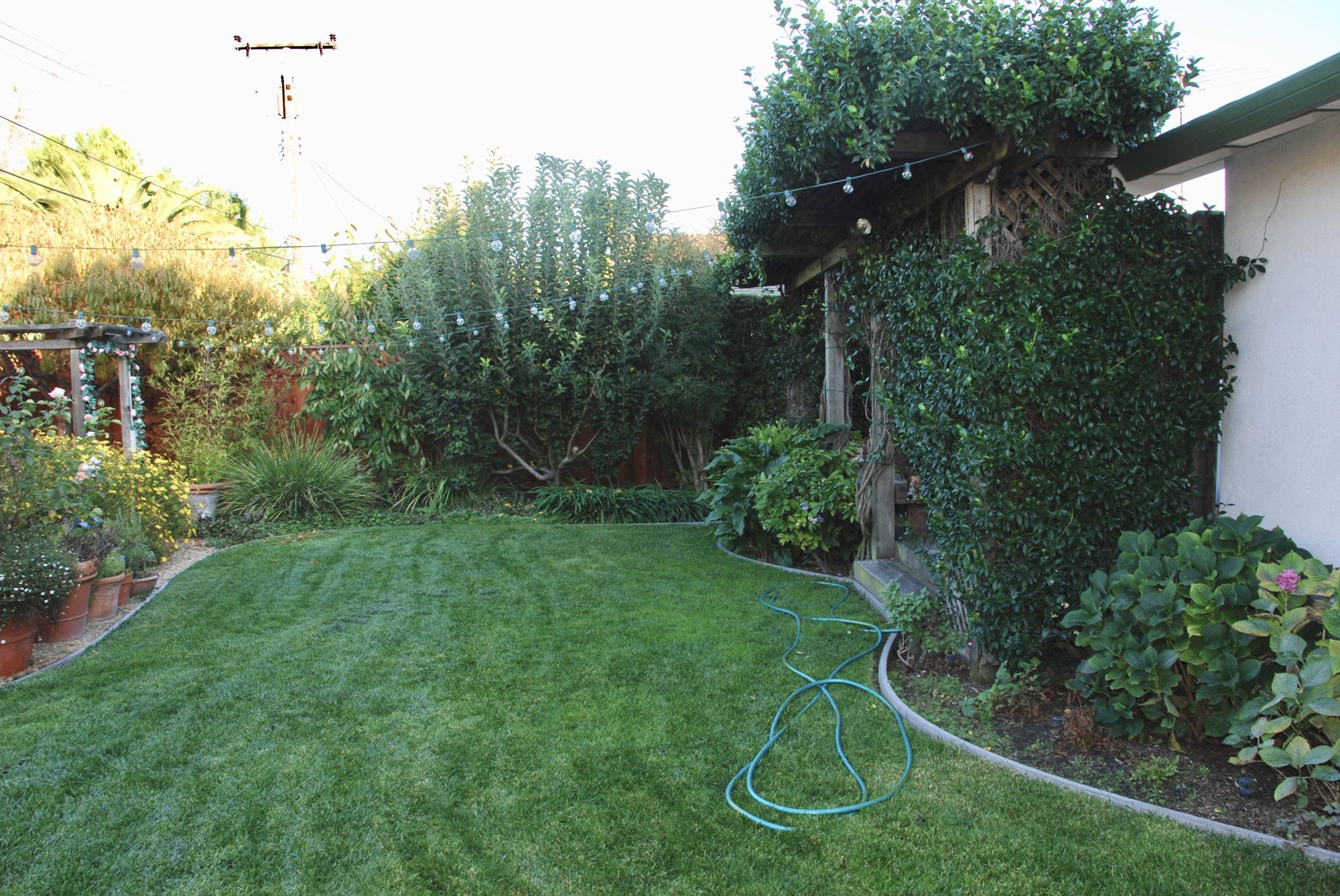 backyard2