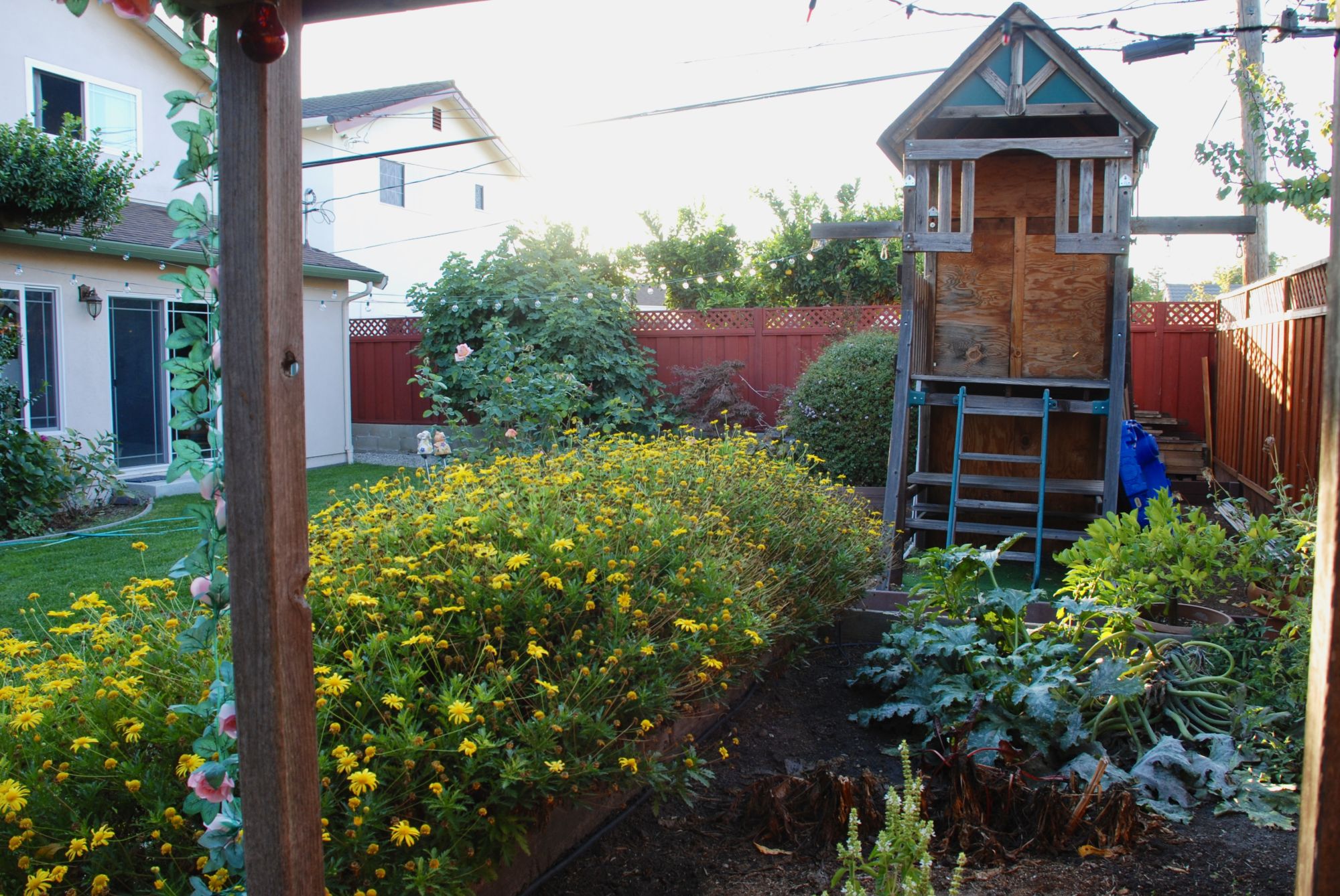 backyard5