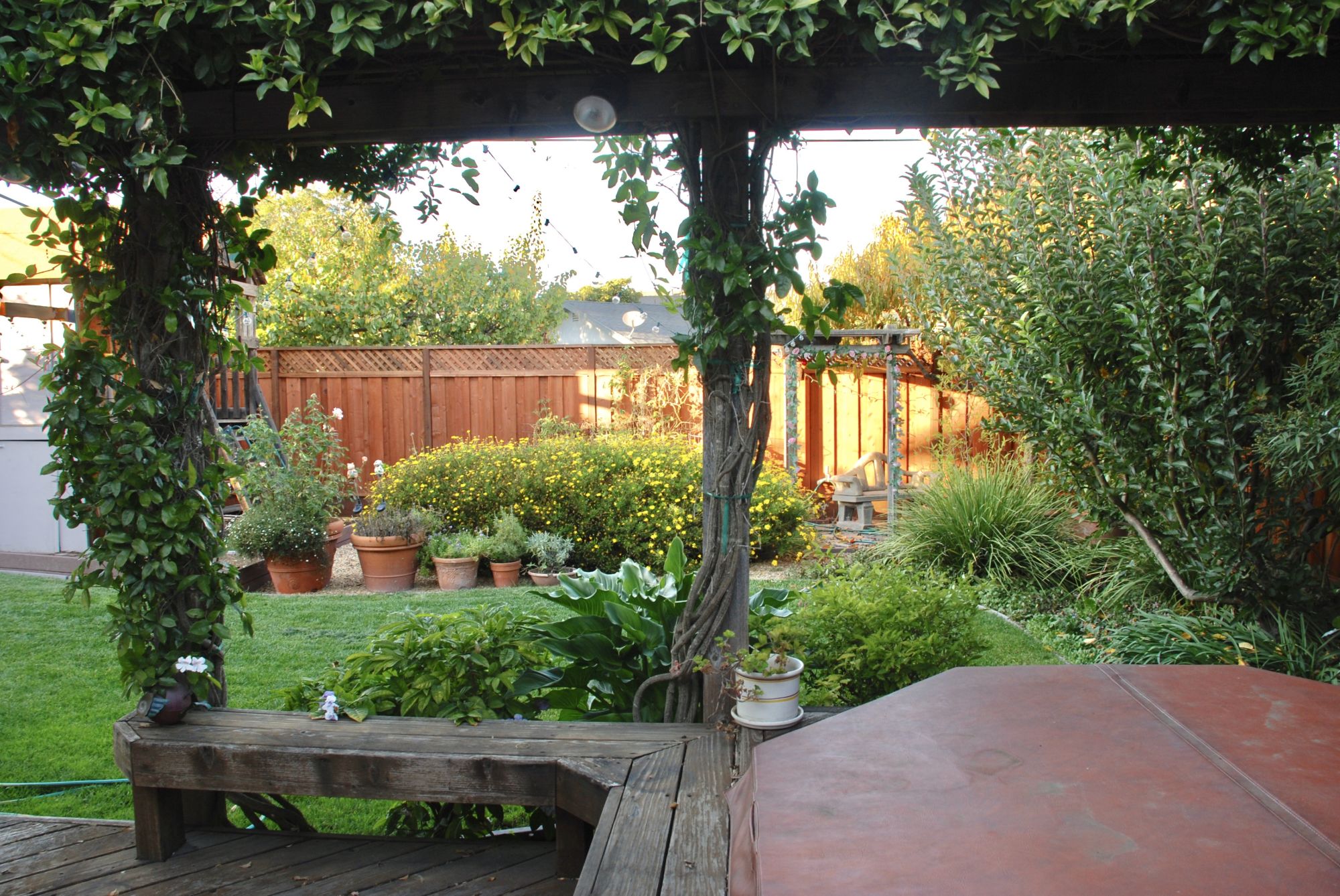 backyard6