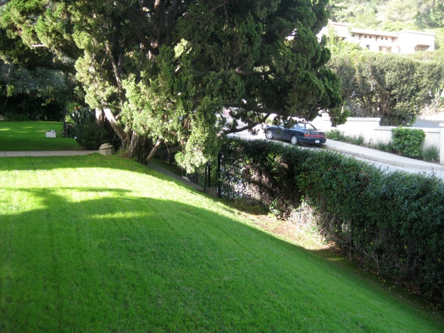 front-yard