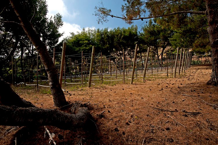 vineyard