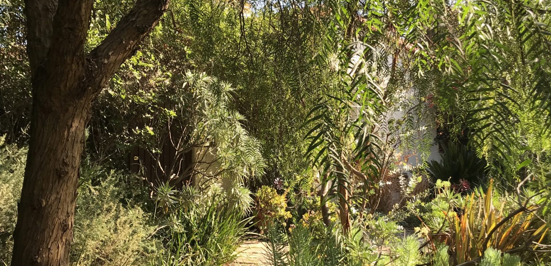644-Pepper-Tree-Front-Yard-12.53.50
