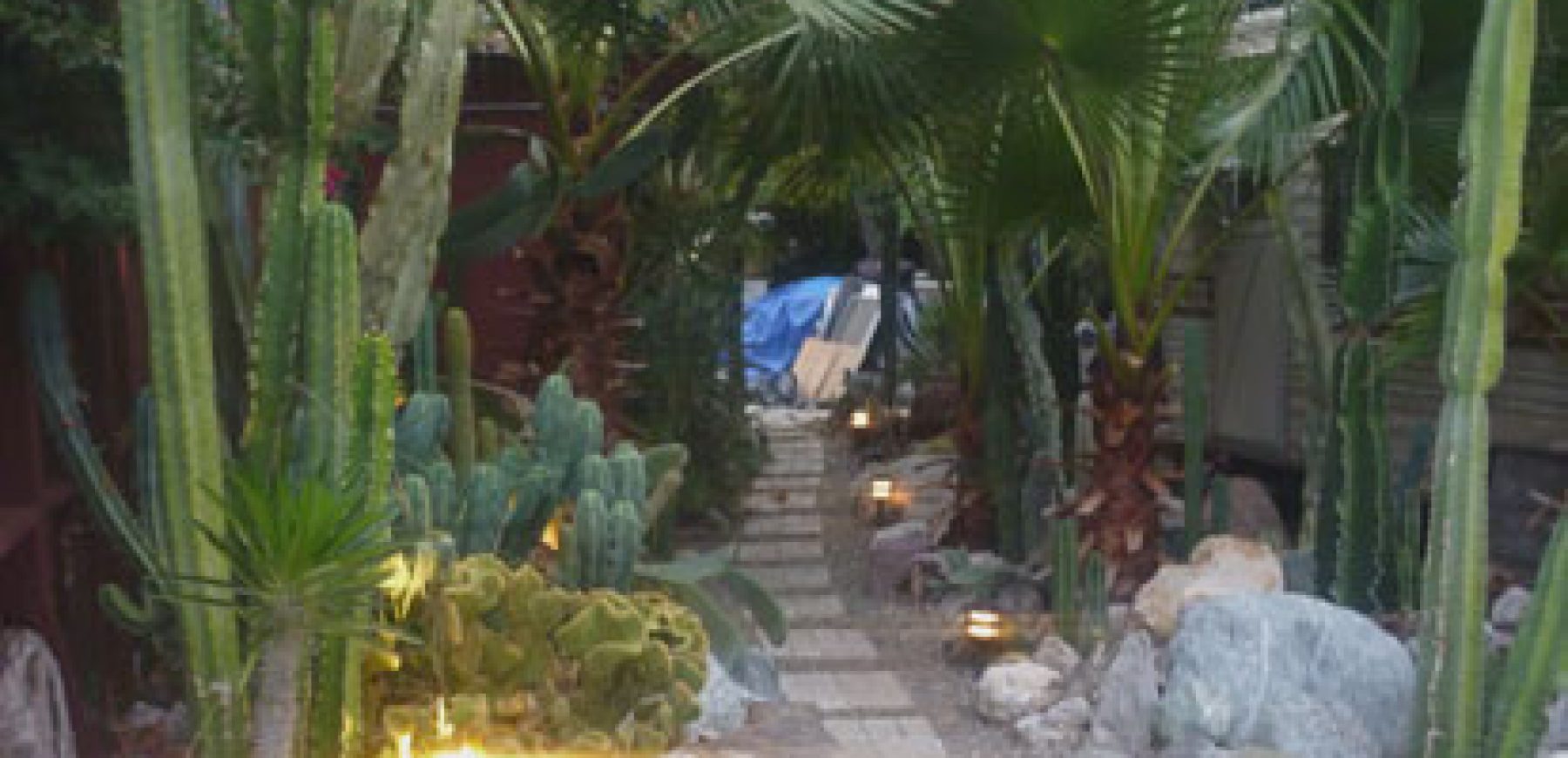 Catus-Garden-1