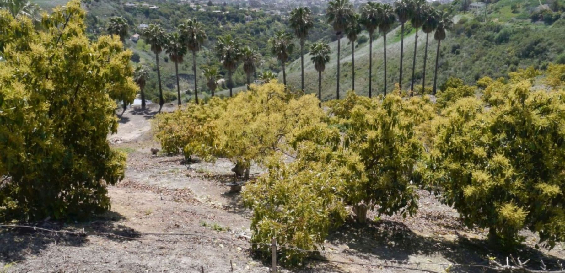 Orchard9