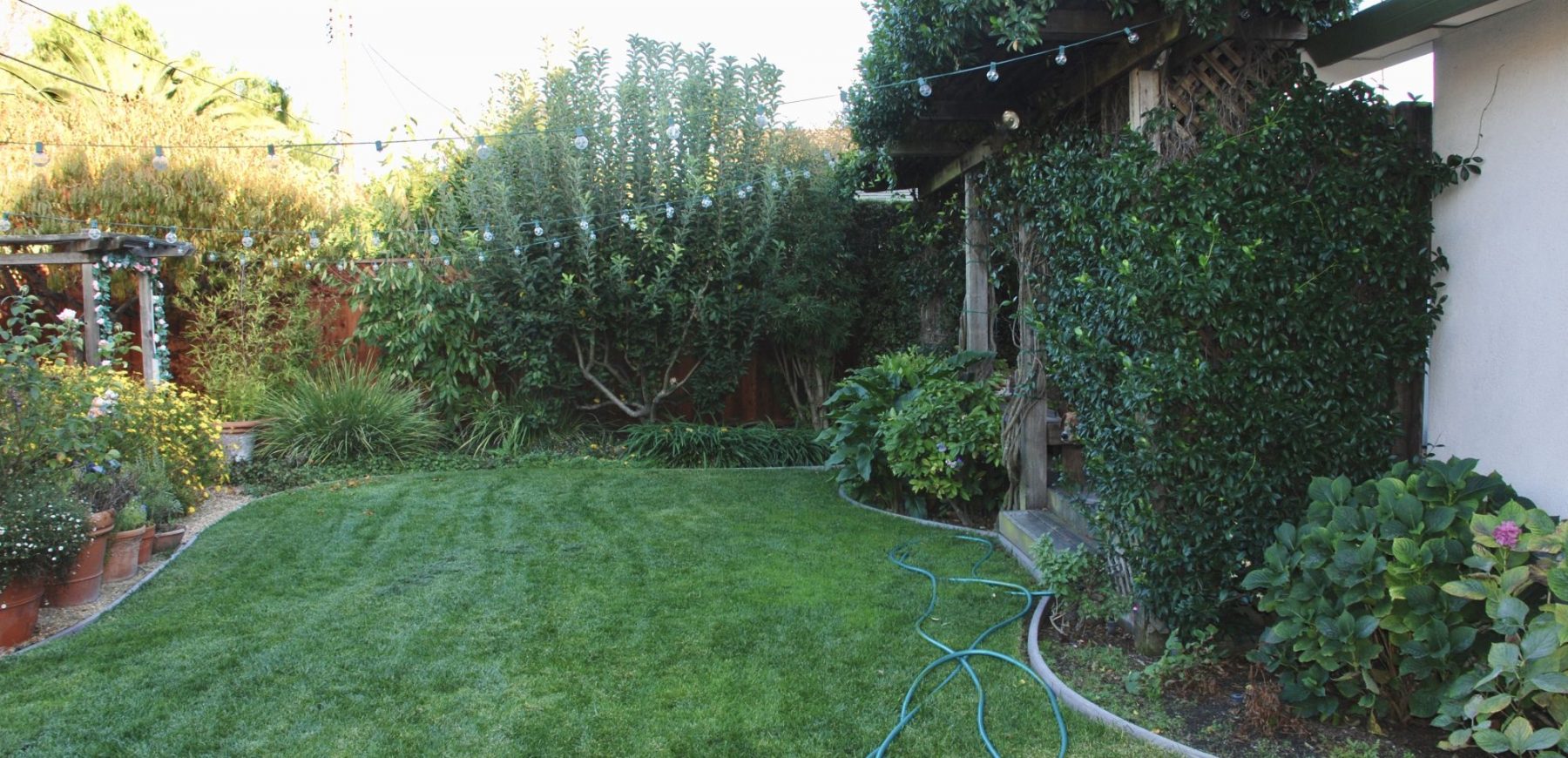 backyard2