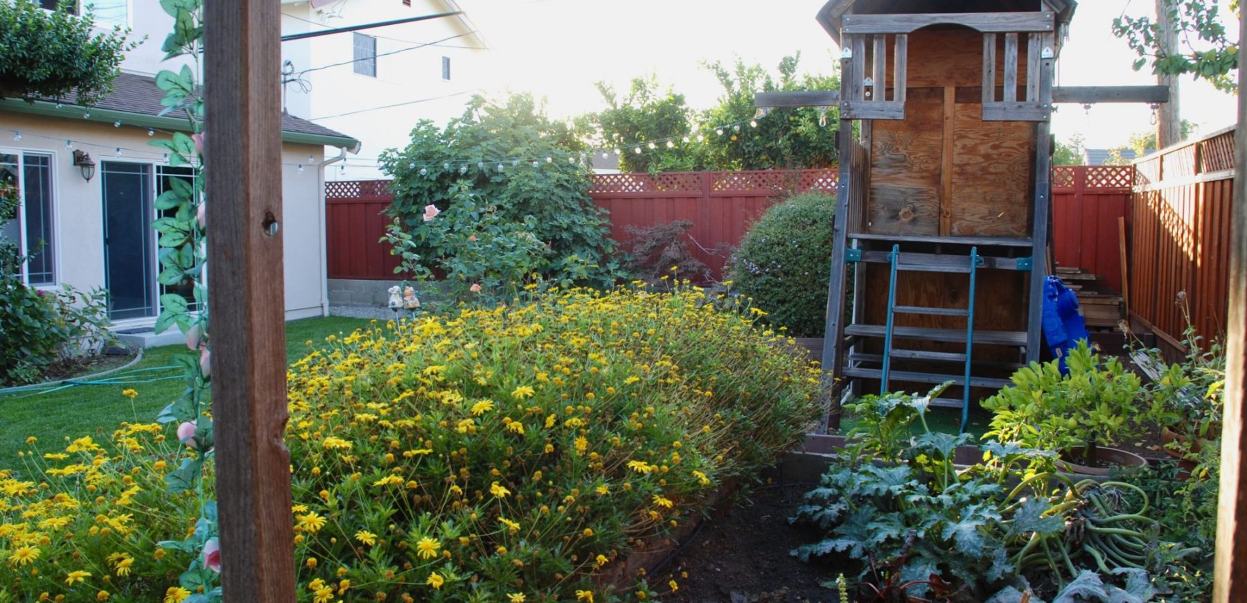 backyard5