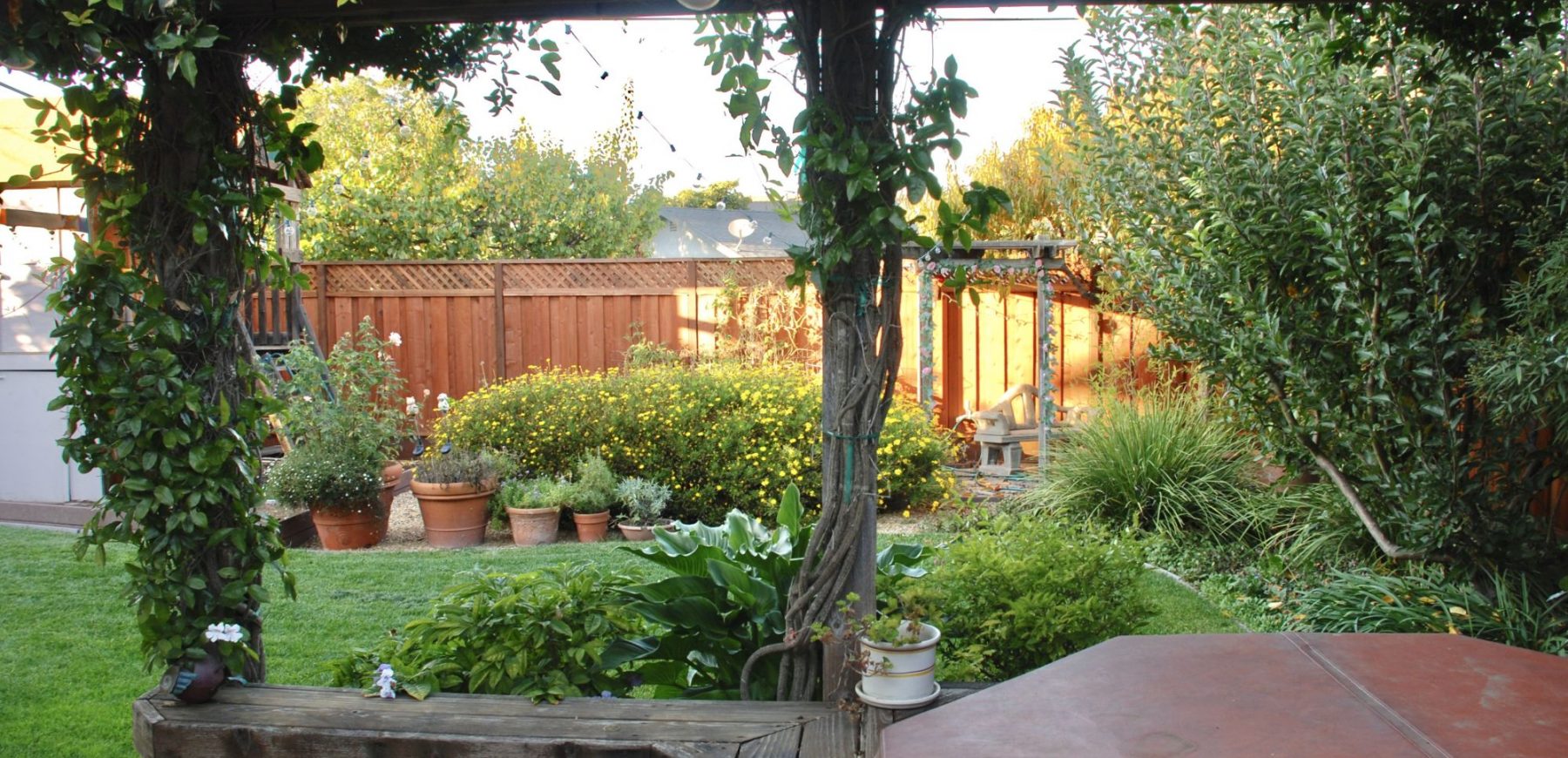 backyard6
