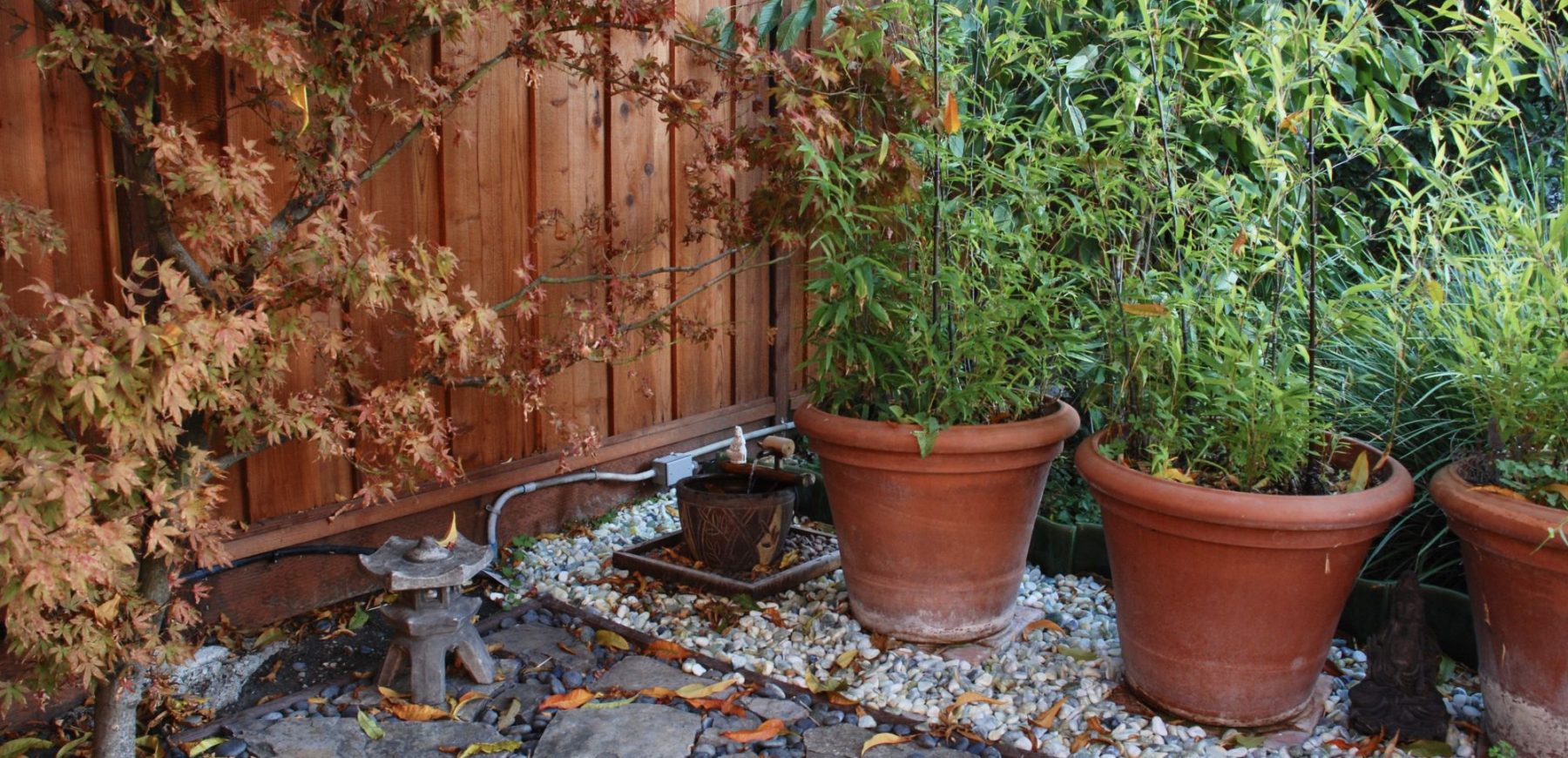 backyard8