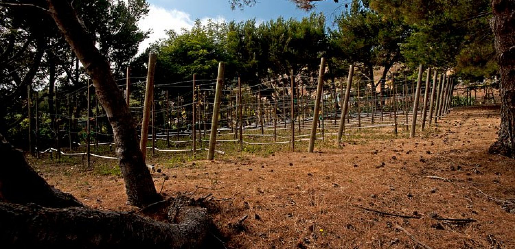 vineyard